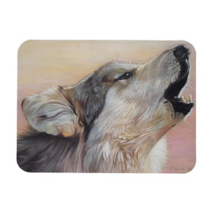 Íman lobo-cinza guinchando contra o pôr do sol