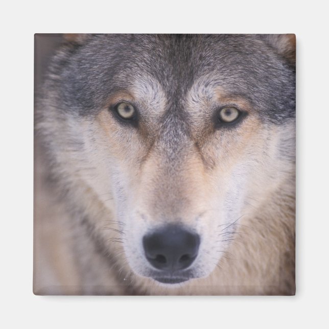Íman lobo cinzento, Canis lupus, close-up dos olhos (Frente)