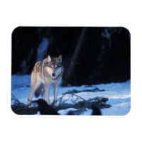 lobo cinzento, Canis lupus, nos contrafortes