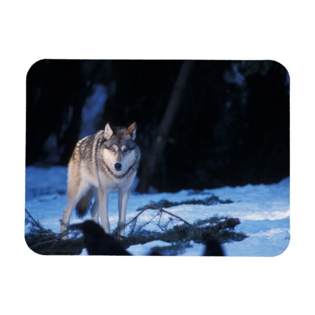 Íman lobo cinzento, Canis lupus, nos contrafortes (Horizontal)