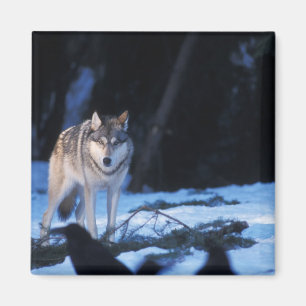 Íman lobo cinzento, Canis lupus, nos contrafortes