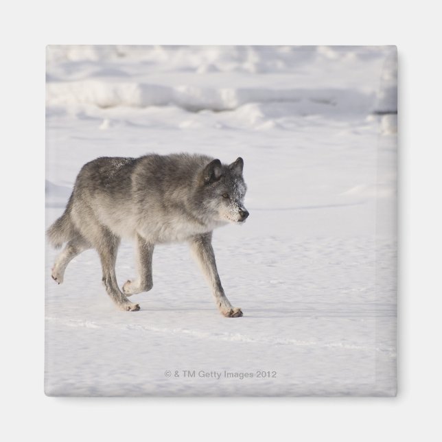 Íman Lobo correndo na neve (Frente)