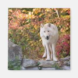 Íman Lobo das Cinzas Curiosas