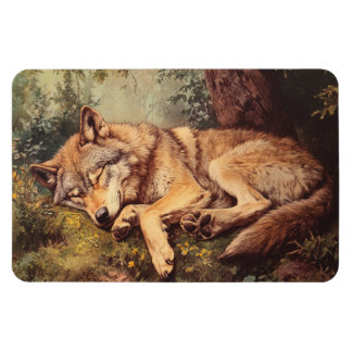 Íman Lobo Dormindo Na Floresta