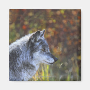 Íman Lobo (lúpus de Canis)