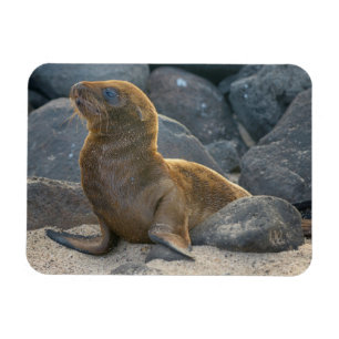 Íman Lobo-marinho-das-galápagos