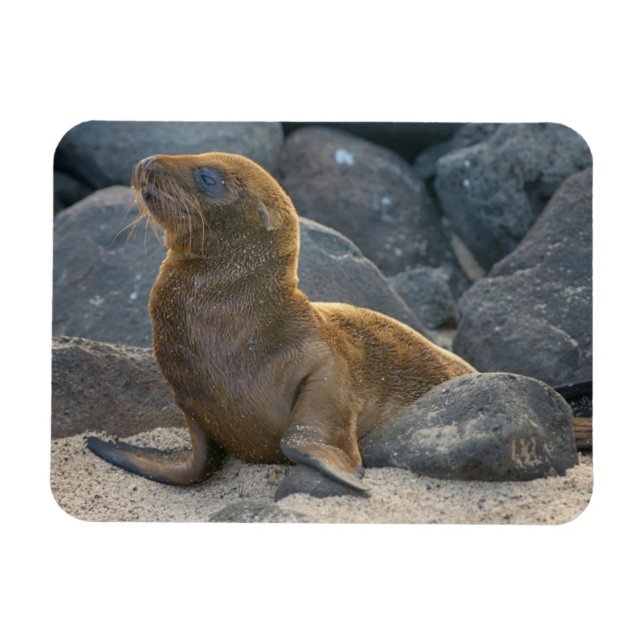 Íman Lobo-marinho-das-galápagos (Horizontal)