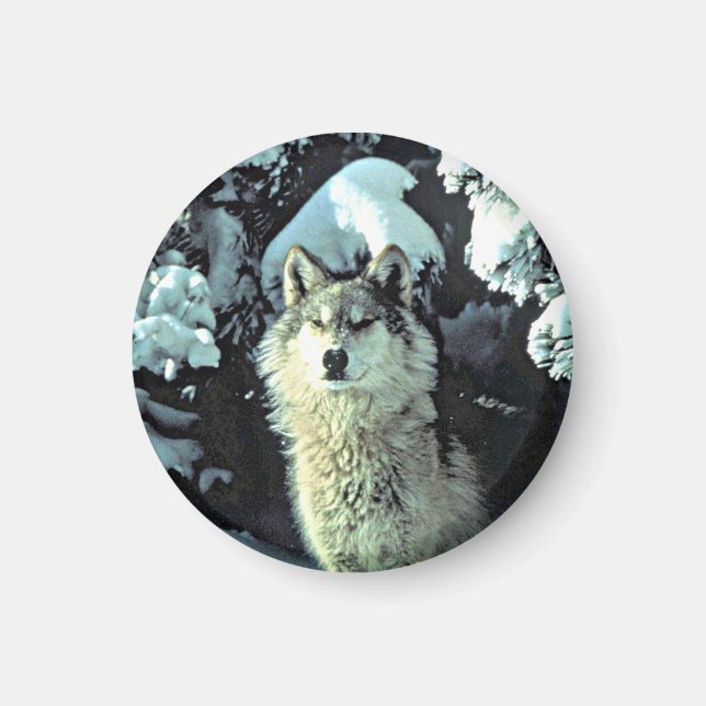 Íman Lobo Na Neve (Frente)