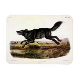 Íman Lobo Negro, ou Lobo Americano Negro (Canis Lupus)