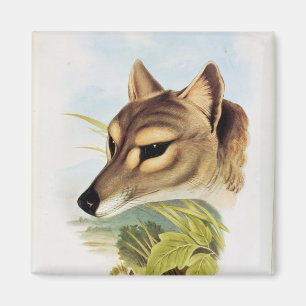 Íman Lobo ou tigre tasmaniano