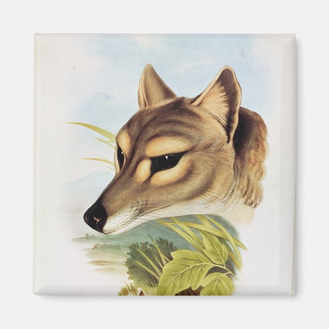 Íman Lobo Tasmânico ou Tiger (Frente)