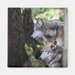 Íman Lobos cinzentos