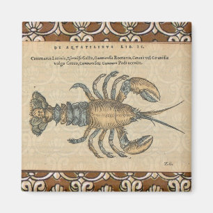 Íman Lobster Illustration Antique Maine Seafood