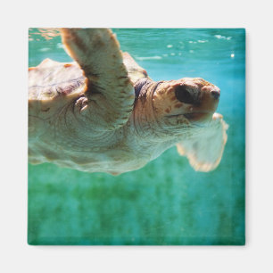 Íman Loggerhead #1 Magnet