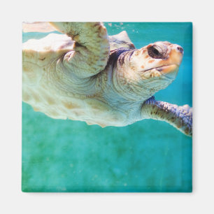 Íman Loggerhead #3 Magnet