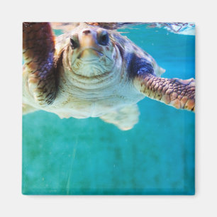 Íman Loggerhead #4 Magnet