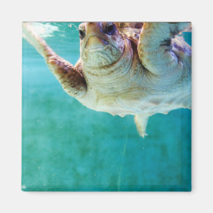 Íman Loggerhead #5 Magnet