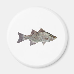Íman Logotipo baixo branco