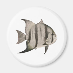 Íman Logotipo de 3 peixe-espadas