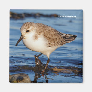 Íman Lojas de Wintry do Sanderling Cute