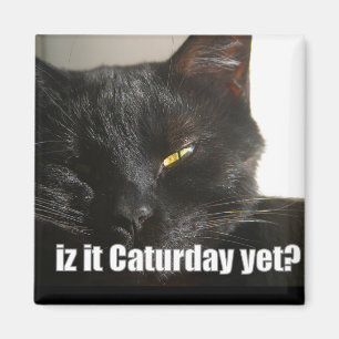 Íman LOLCat 2
