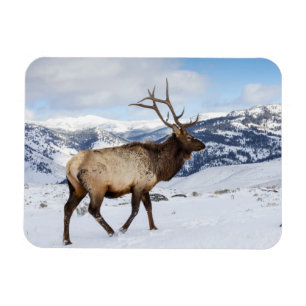 Íman Lone Bull Elk Parque Nacional Yellowstone