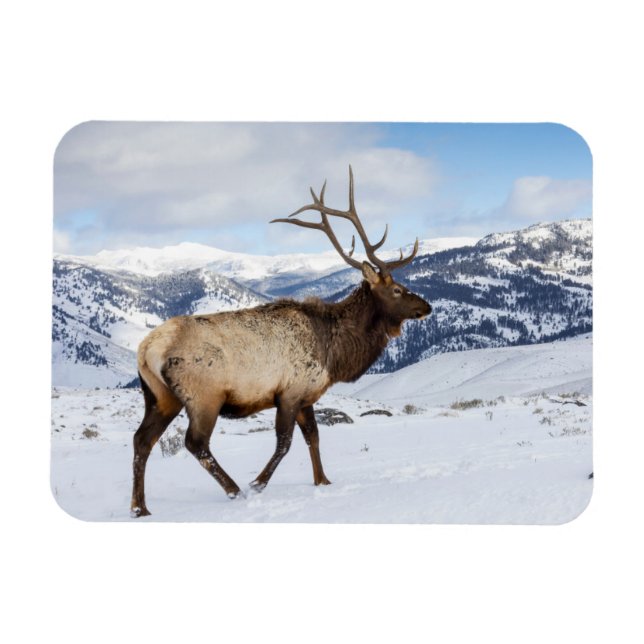 Íman Lone Bull Elk | Parque Nacional Yellowstone (Horizontal)