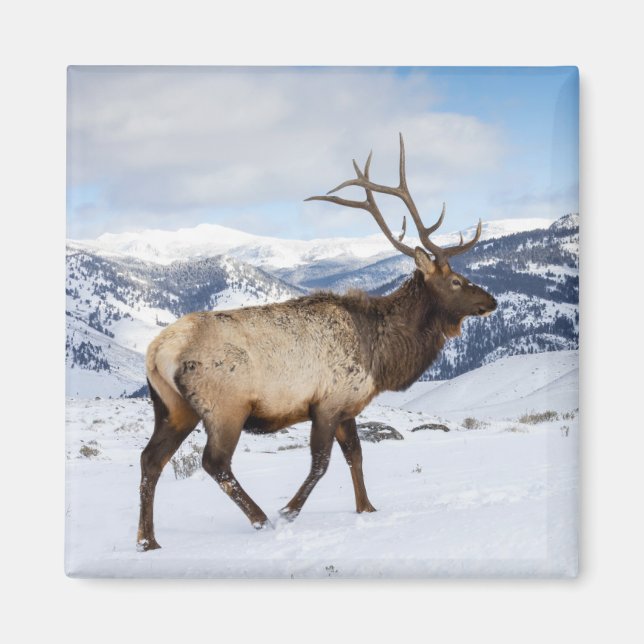Íman Lone Bull Elk | Parque Nacional Yellowstone (Frente)