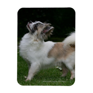 Íman Long Haired Chihuahua olhando para a câmera