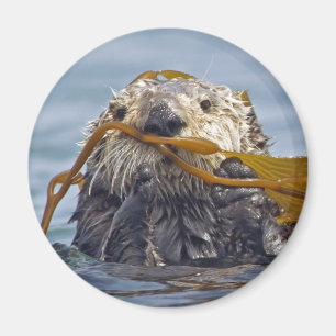 Íman Lontra envolvida em Kelp.Magnet