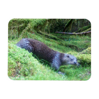 Íman Lontra Fluvial Águas Tranquilas Animais Arte Natur
