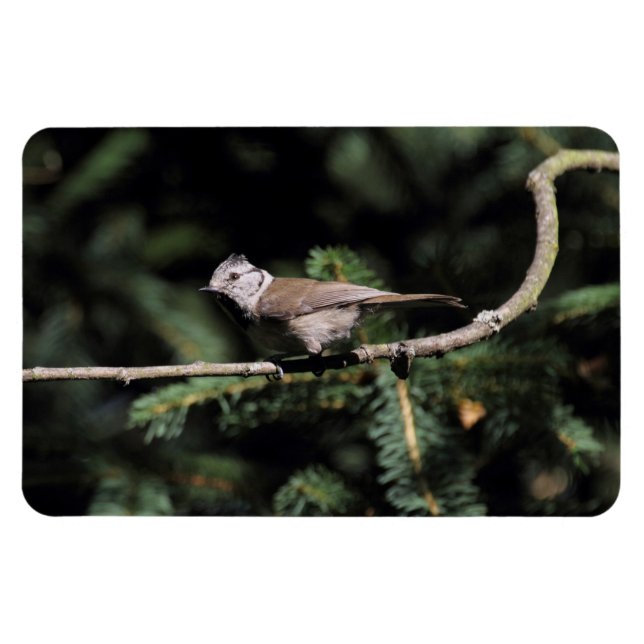 Íman Lophophanes cristatus (Horizontal)