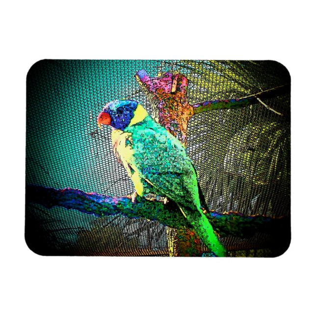 Íman Lorikeet Bird Magnet-Design 2 (Horizontal)
