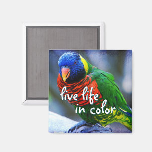 Íman Lorikeet red blue green bird live life of color