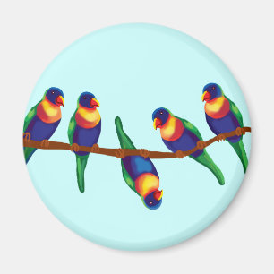 Íman Lorikeets australianos do arco-íris