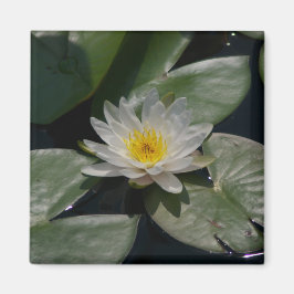 Íman Lótamo Waterlily branco