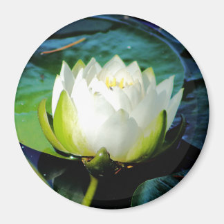 Íman Lotus Branco brilhante