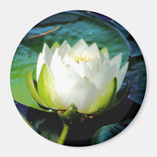 Íman Lotus Branco brilhante (Frente)