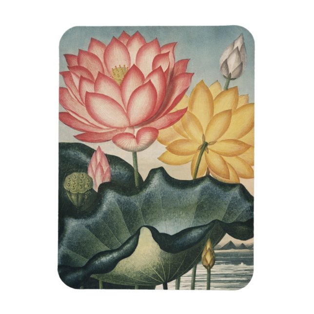 Íman Lotus Fine Art (Vertical)