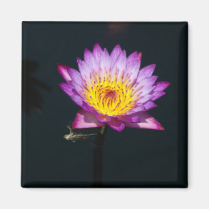 Íman Lótus Purple Waterlily Dragonfly