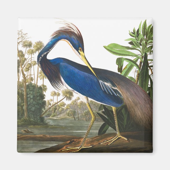 Íman Louisiana Heron por John James Audubon (Frente)