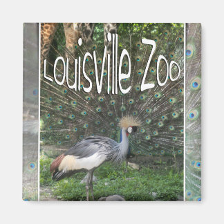 ÍMAN LOUISVILLE ZOO ANIMAL LINEUP CRANE, PEACOCK