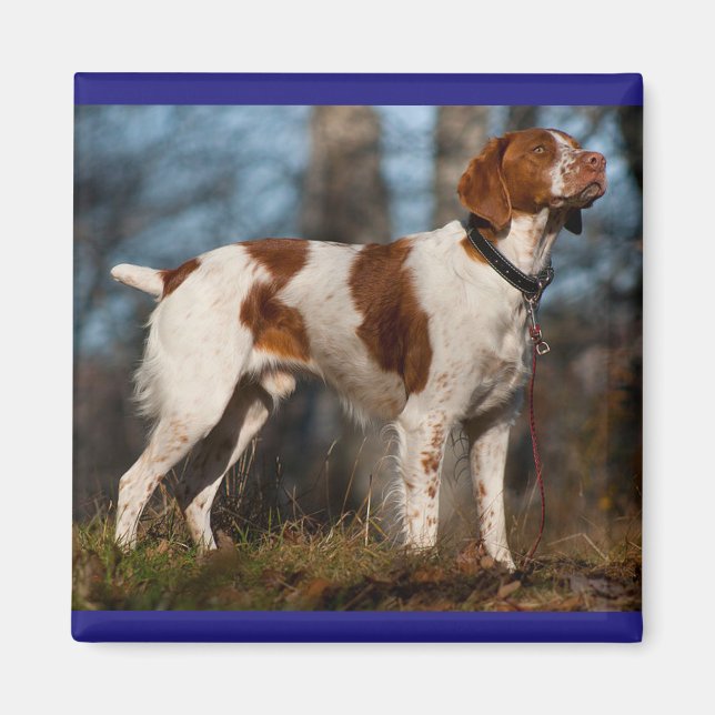 Íman Love Brittany Spaniel Puppy Dog (Frente)