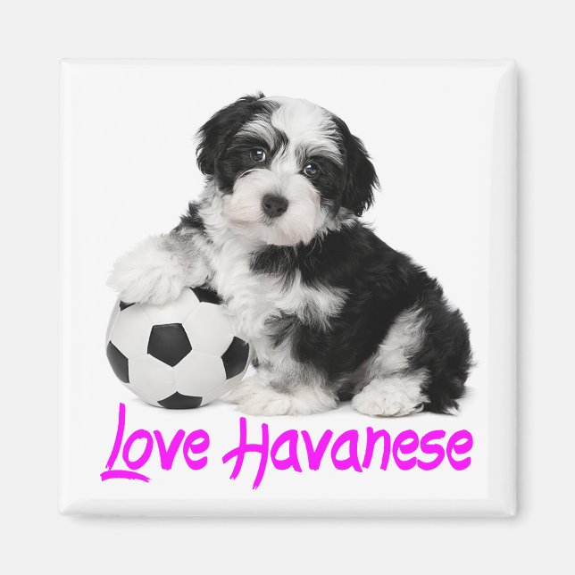 Íman Love Havanese Puppy Dog (Frente)