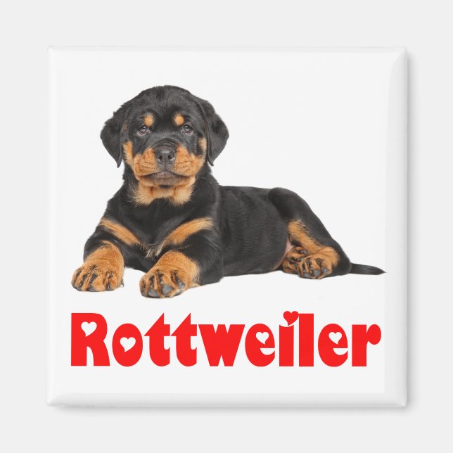 Íman Love Rottweiler Brown & Black Puppy Dog Cartoon (Frente)