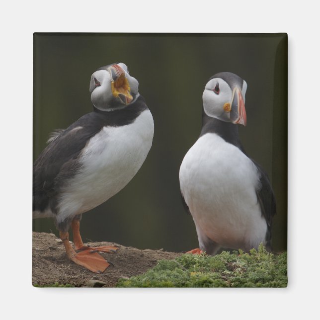 Íman Love Song Puffins (Frente)