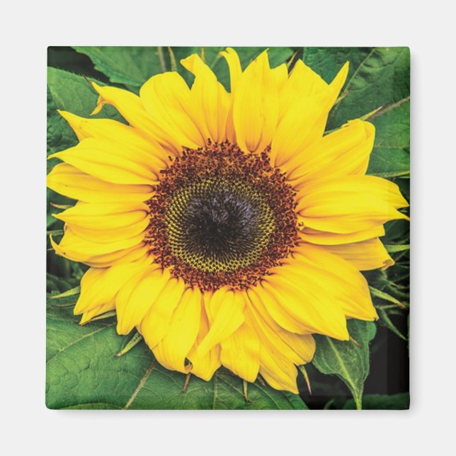 Íman Love Sunflower Magnet (Frente)