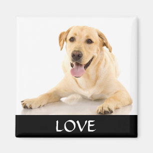 Íman Love Yellow Labrador Retreiver Magnet