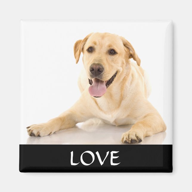 Íman Love Yellow Labrador Retreiver Magnet (Frente)