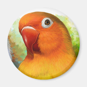 Íman Lovebird de Fischer